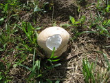 Calvatia cyathiformis image