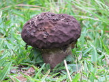 Calvatia cyathiformis image