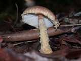Lepiota magnispora image