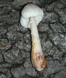 Leucoagaricus americanus image