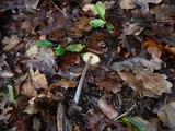 Entoloma juncinum image
