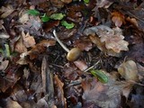 Entoloma juncinum image
