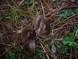 Entoloma sericeum image