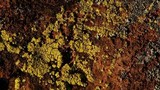 Acarospora tuckerae image