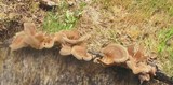 Panus neostrigosus image
