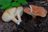 Clitocybe squamulosa var. montana image