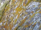 Caloplaca flavorubescens image