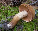 Tylopilus tabacinus image