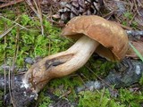 Tylopilus tabacinus image