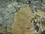 Diploschistes scruposus image