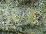 Diploschistes scruposus image