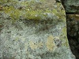 Diploschistes scruposus image