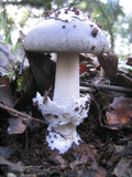 Amanita constricta image