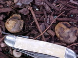 Scleroderma areolatum image