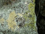 Diploschistes scruposus image