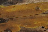 Hypoxylon rubiginosum image