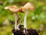 Inocybe mixtilis image