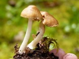 Inocybe mixtilis image