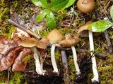 Inocybe mixtilis image