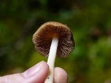 Inocybe mixtilis image
