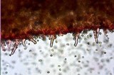 Inocybe mixtilis image