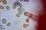 Inocybe mixtilis image