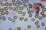 Inocybe mixtilis image