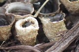 Cyathus stercoreus image