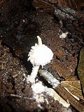 Cystolepiota petasiformis image