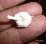 Cystolepiota petasiformis image