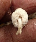 Cystolepiota petasiformis image