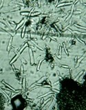 Cystolepiota petasiformis image