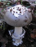 Amanita constricta image