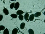 Redeckera fulvum image