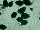 Redeckera fulvum image