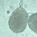 Redeckera fulvum image