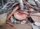 Mycena pura image