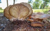 Hohenbuehelia petaloides image