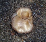 Hohenbuehelia petaloides image