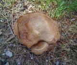 Hohenbuehelia petaloides image