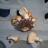 Hohenbuehelia petaloides image