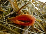 Clathrus columnatus image