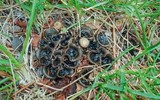 Cyathus stercoreus image