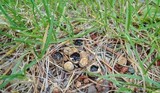 Cyathus stercoreus image