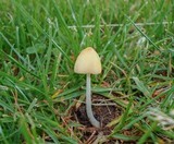 Conocybe apala image