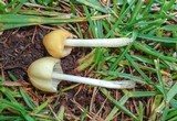 Conocybe apala image