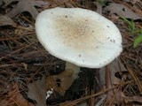 Amanita canescens image