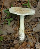 Amanita canescens image