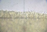 Marasmius epiphyllus image