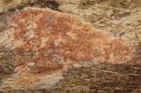 Ceriporia purpurea image